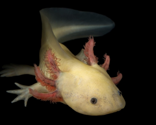 Axolotl (Ambystoma mexicanum) on black background studio photo