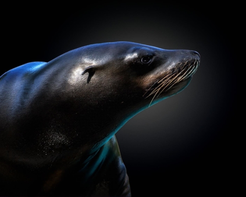 Sealion on black background studio photo