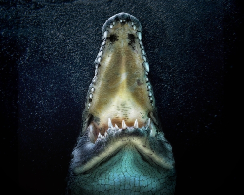 Nile crocodile underwater on black background studio photo