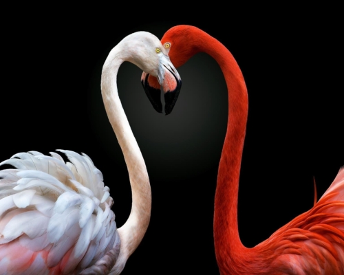 Flamingos on black background studio photo