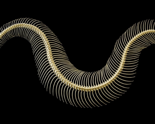 Snake squeleton on black background studio photo