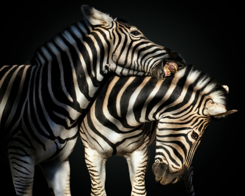 Zebras on black background studio photo