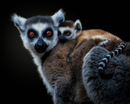 Ring-tailed lemur (Lemur catta) on black background studio photo