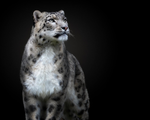 Snow leopard on black background studio photo