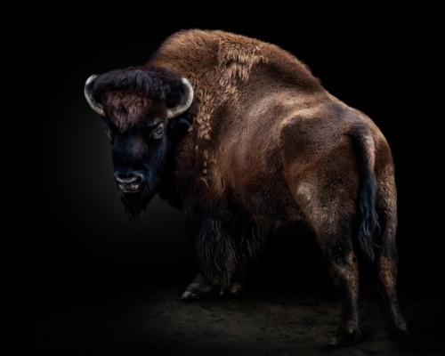 Bison on black background studio photo