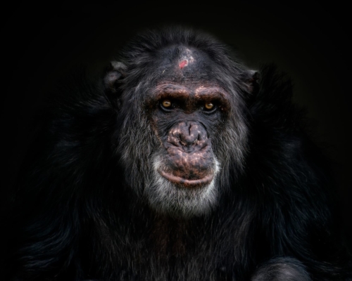 Chimpanzee on black background studio photo