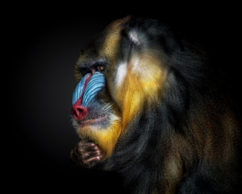 Mandrill on black background studio photo