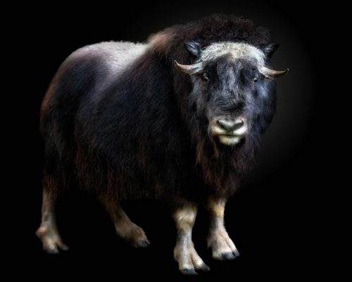 Muskox on black background studio photo