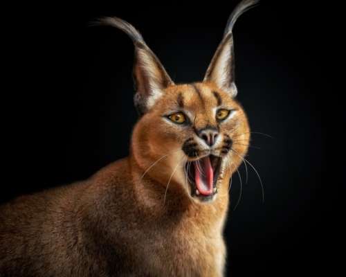 Caracal on black background studio photo
