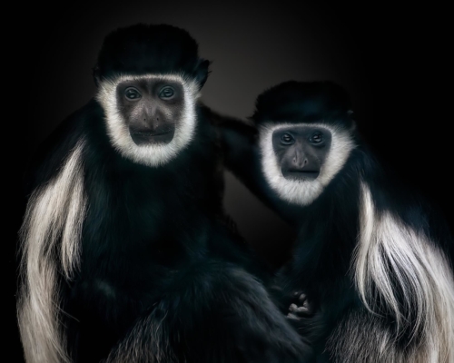 Mantled guereza (Colobus guereza) on black background studio photo