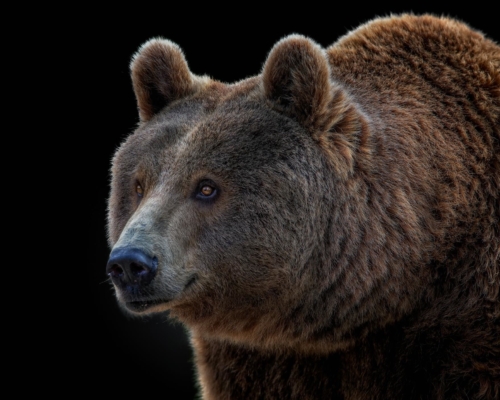 Brown bear (ursus arctos) on black background studio photo