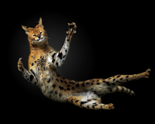 Serval jump-2
